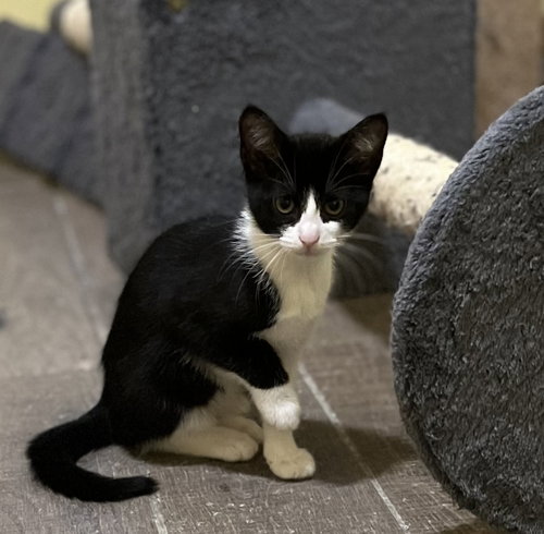 MINI - American Shorthair available for adoption