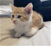 adoptable Cat in  named Charleston