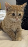 adoptable Cat in  named Linzer