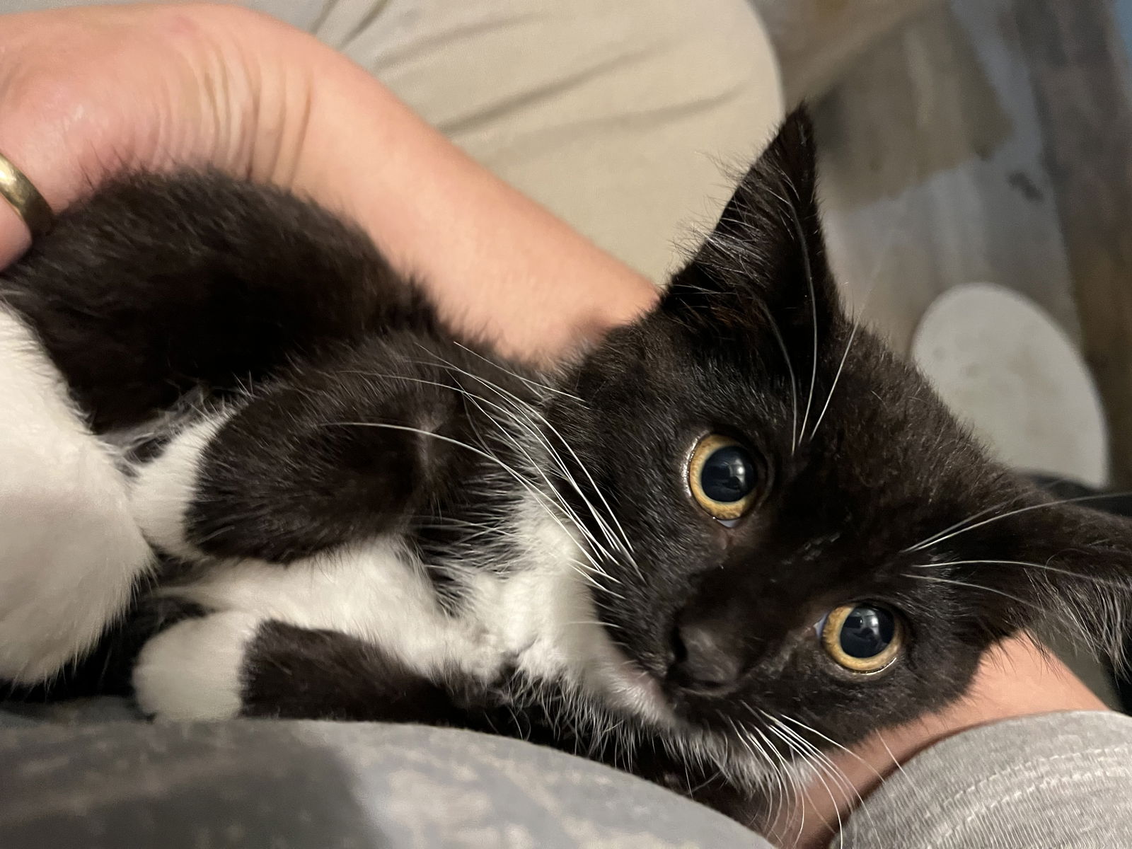 adoptable Cat in Zimmerman, MN named Alchemy