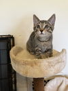 adoptable Cat in Minneapolis, MN named Bergamot