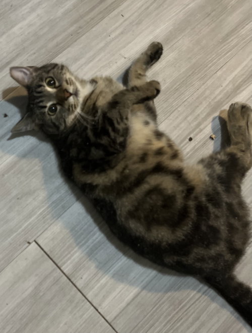 PAISLEY - Tabby available for adoption