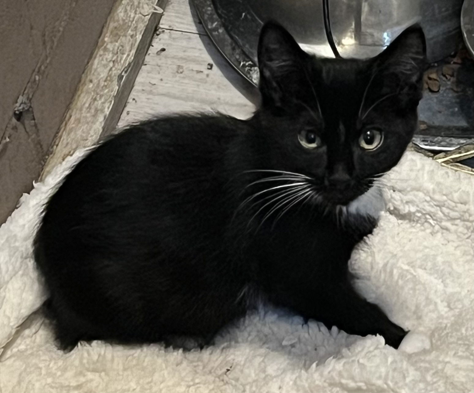 adoptable Cat in Zimmerman, MN named Kazoo