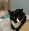 adoptable Cat in  named Figgy