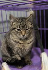 adoptable Cat in zimmerman, MN named Aleister