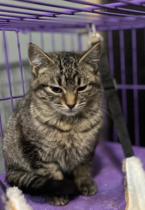 ALEISTER - Domestic Short Hair available for adoption