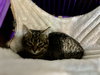 Aleister - Photo 3