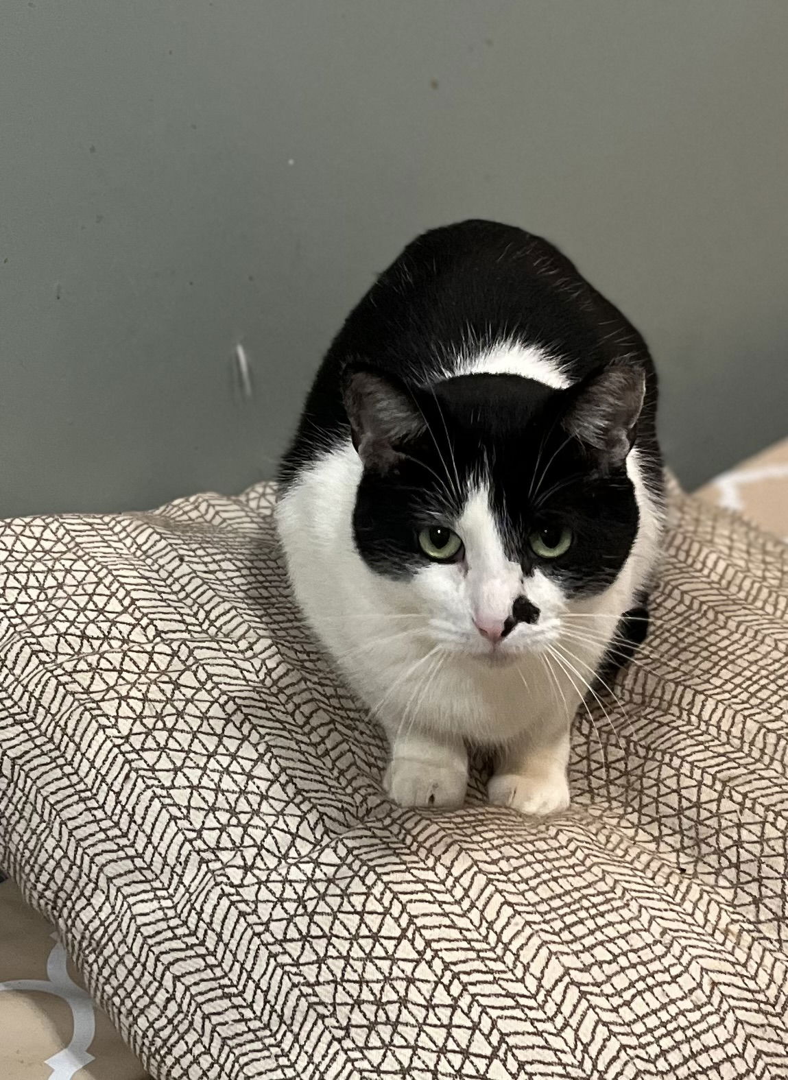 adoptable Cat in Zimmerman, MN named Phantom