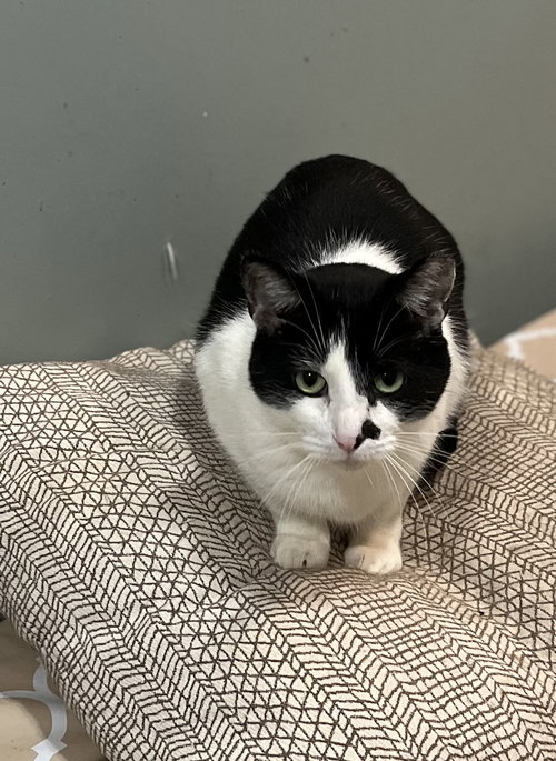 PHANTOM - Domestic Short Hair available for adoption
