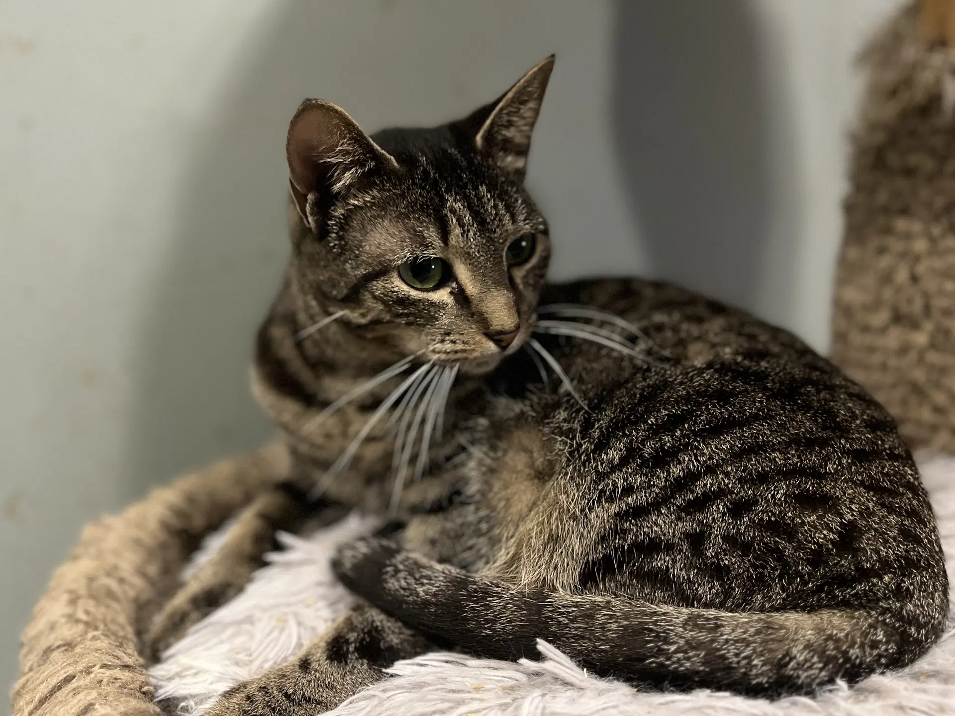 Skye - Tabby