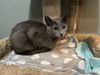adoptable Cat in zimmerman, MN named Anchovy
