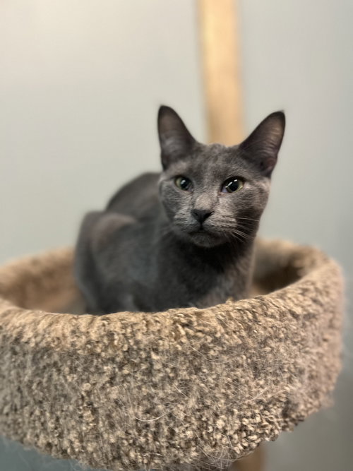 ANCHOVY - Domestic Short Hair available for adoption