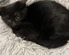 adoptable Cat in zimmerman, MN named Houdini