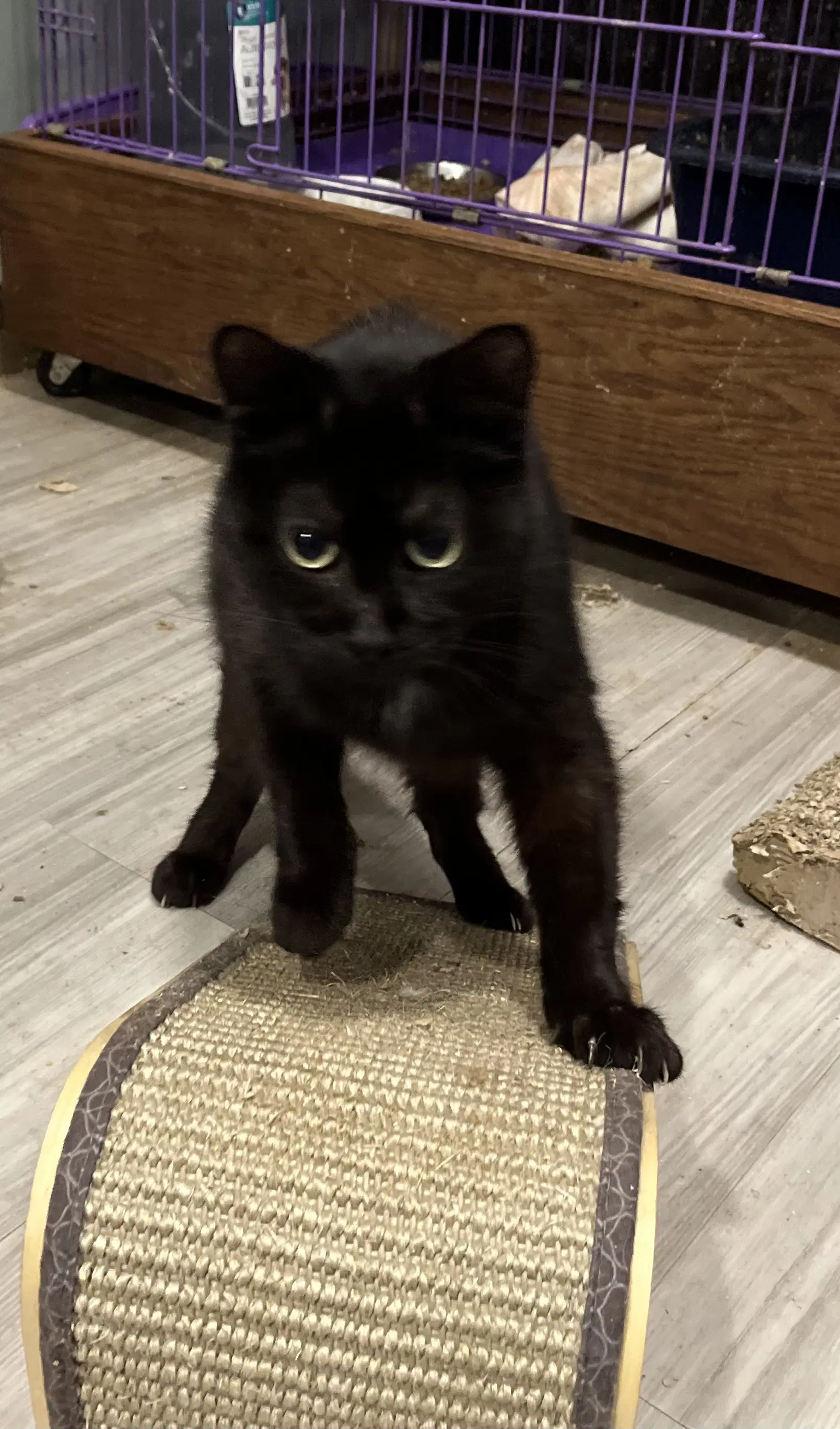Houdini - Domestic Short Hair