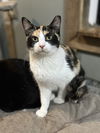 adoptable Cat in  named Charlotte