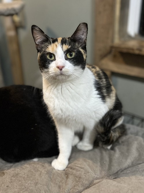 CHARLOTTE - Calico available for adoption