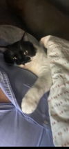 adoptable Cat in minneapolis, MN named Carmey
