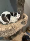 adoptable Cat in , MN named Pearl