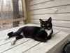 adoptable Cat in  named Dashel