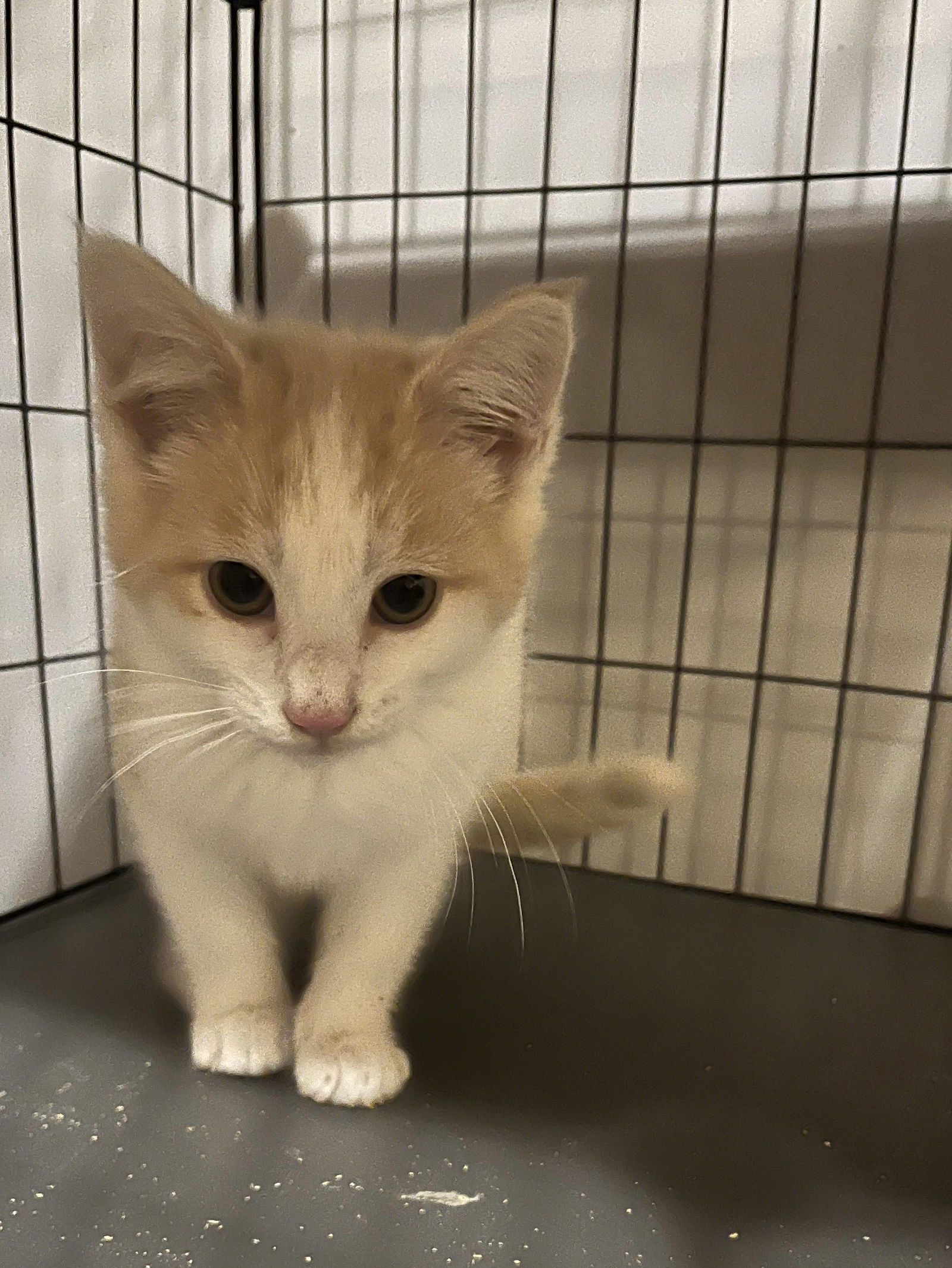adoptable Cat in Zimmerman, MN named Thackeray Binx