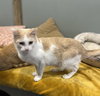 Thackeray Binx - Photo 1