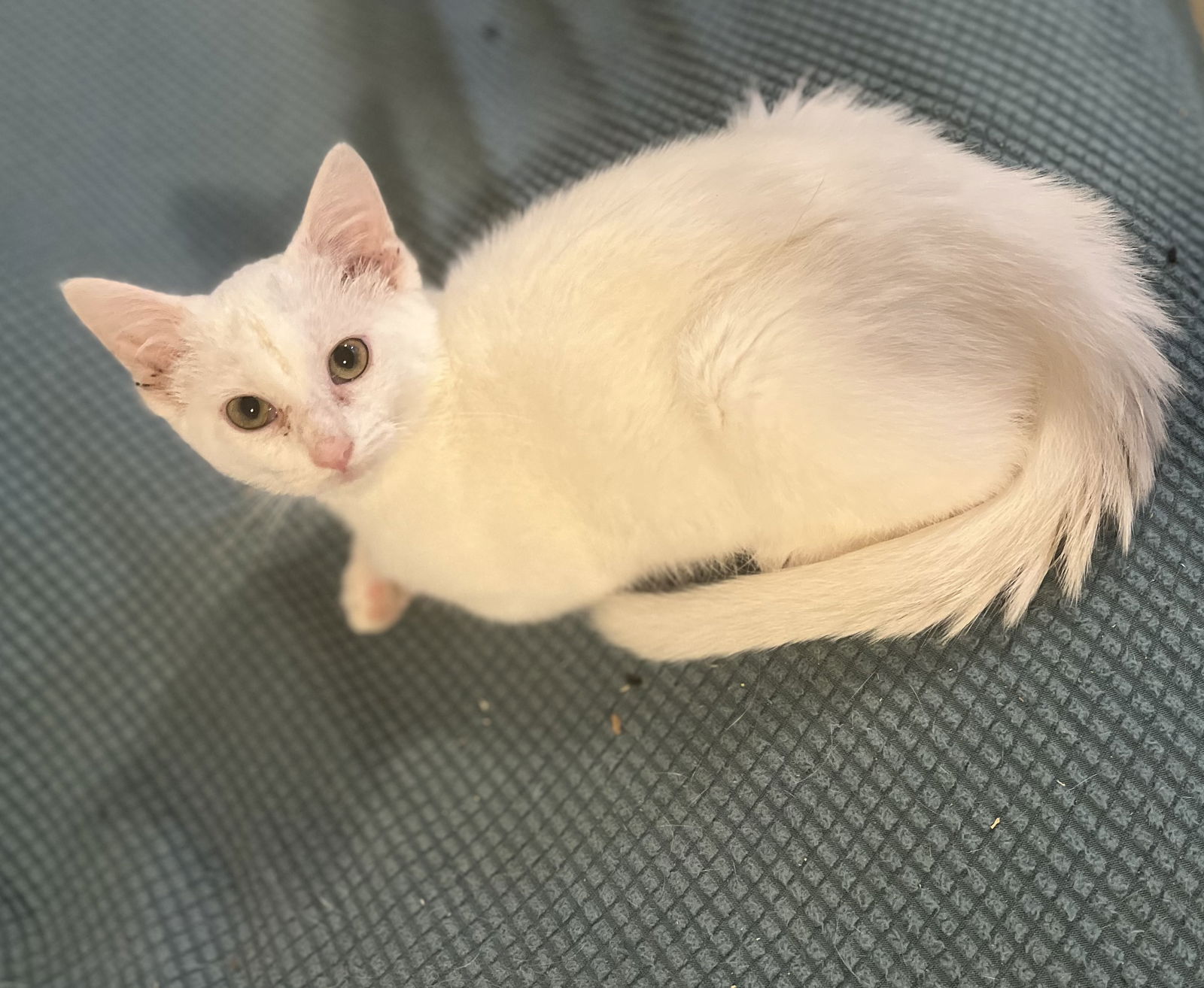adoptable Cat in Zimmerman, MN named Q-tip