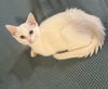 adoptable Cat in , MN named Q-tip