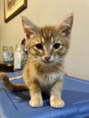 adoptable Cat in zimmerman, MN named Dewey