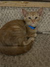 adoptable Cat in , MN named Louie
