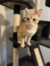 adoptable Cat in zimmerman, MN named Sweetie