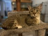 adoptable Cat in , MN named Marcella