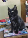 adoptable Cat in , MN named Fig Newton