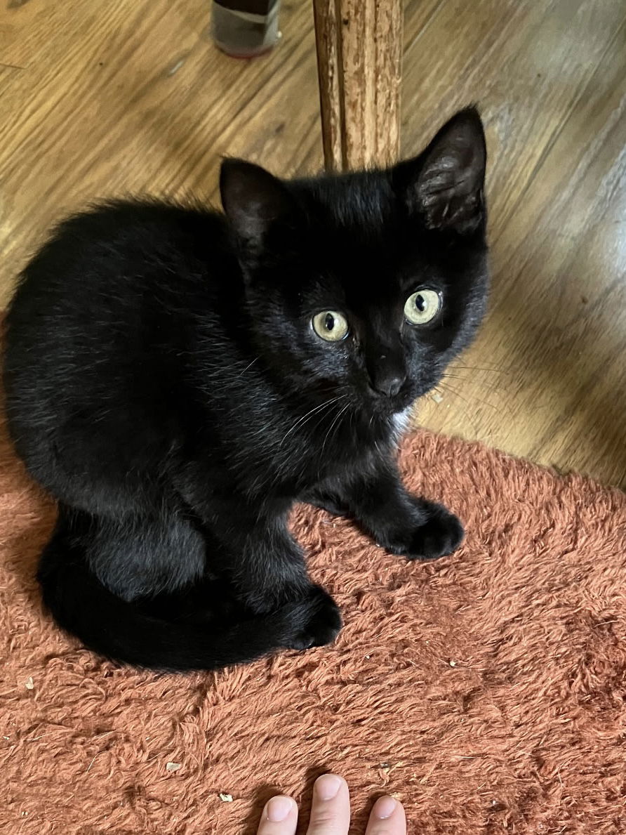 adoptable Cat in Zimmerman, MN named Toothless