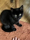adoptable Cat in , MN named Toothless