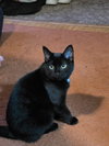 Toothless - Photo 1
