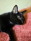 Toothless - Photo 2