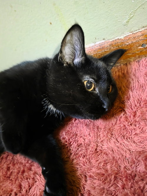 TOOTHLESS - Domestic Short Hair available for adoption