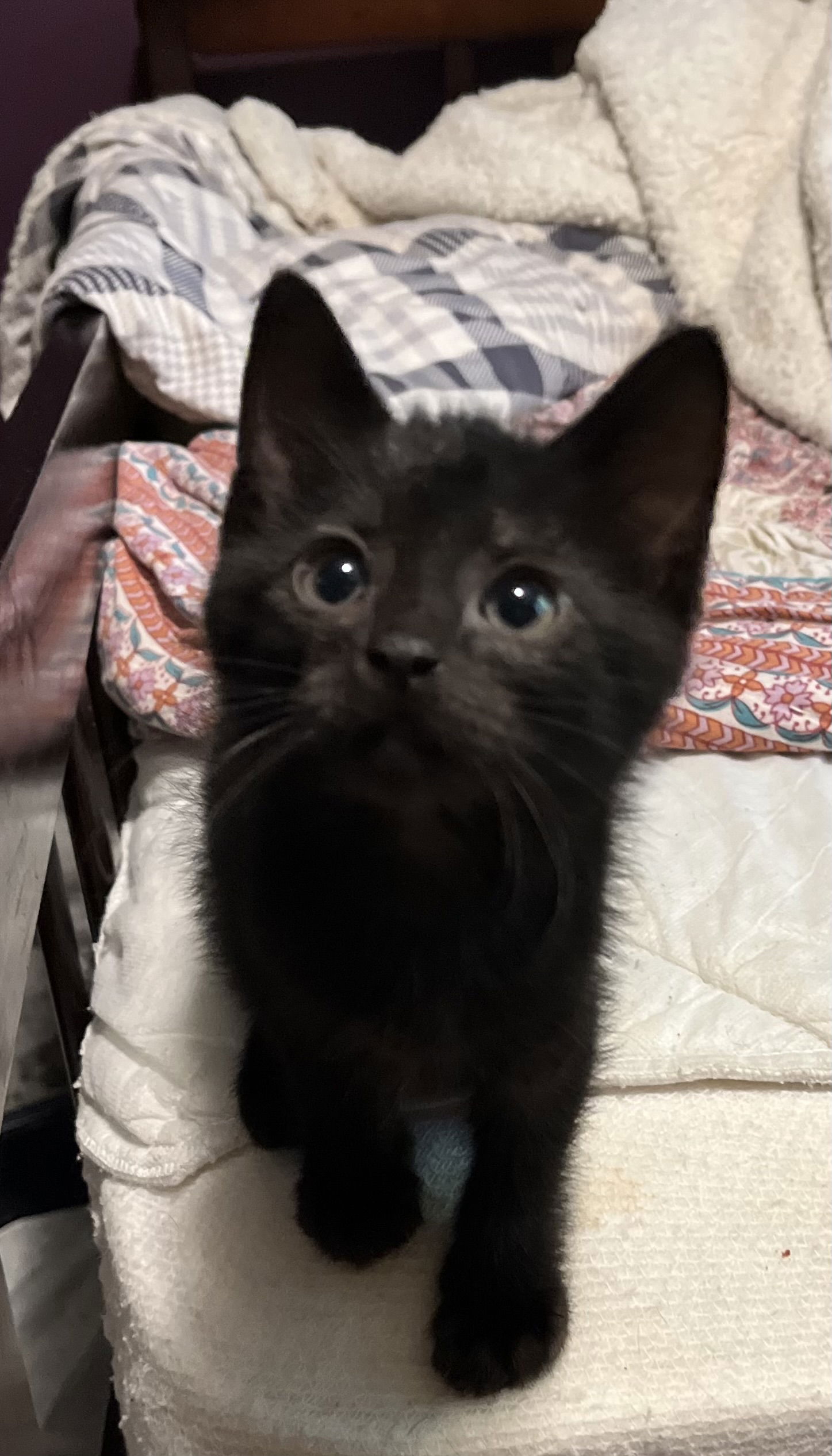 adoptable Cat in Zimmerman, MN named Ernie