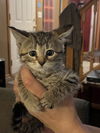 adoptable Cat in zimmerman, MN named Bashful