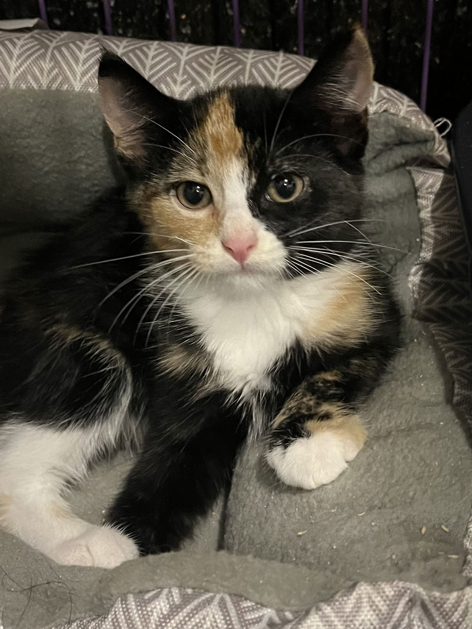 adoptable Cat in Zimmerman, MN named Dina