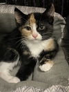 adoptable Cat in  named Dina