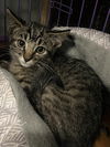 adoptable Cat in  named Nugget