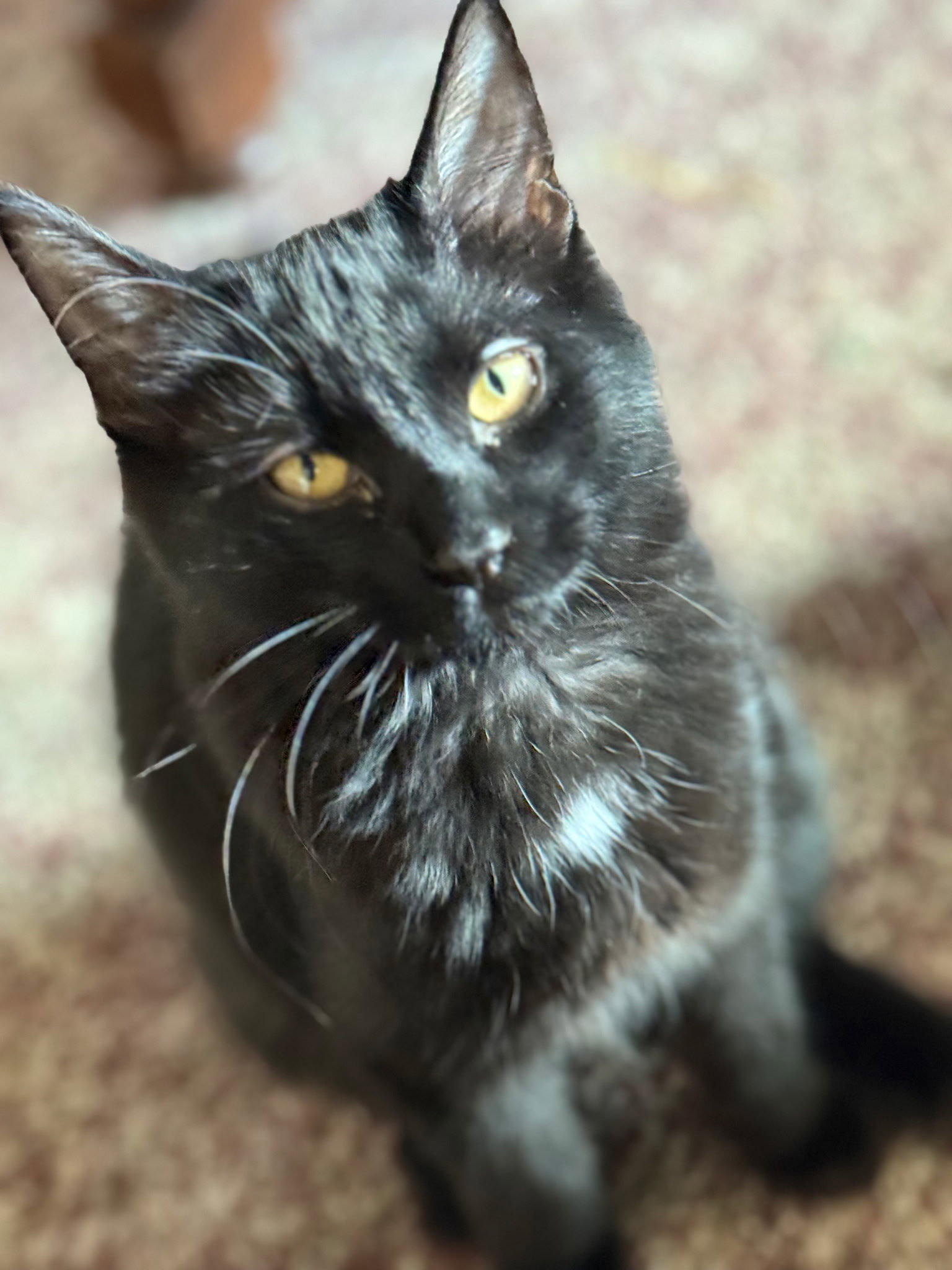 Sabrina Image