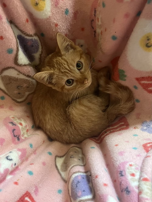 CLEMENTINE - Domestic Short Hair available for adoption