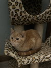 Clementine - Photo 2