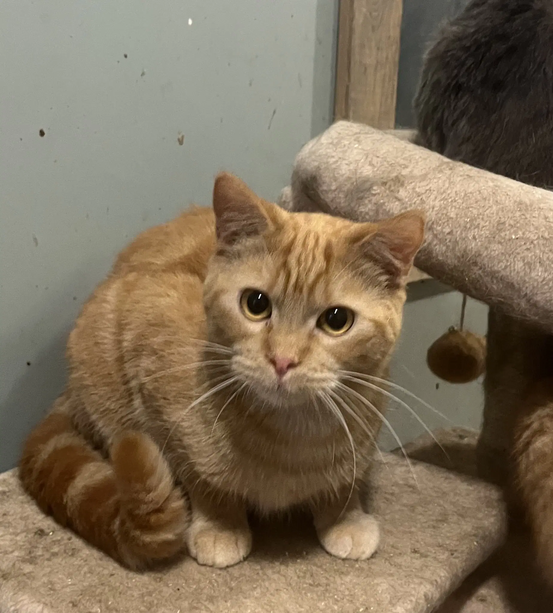 Clementine - Domestic Short Hair