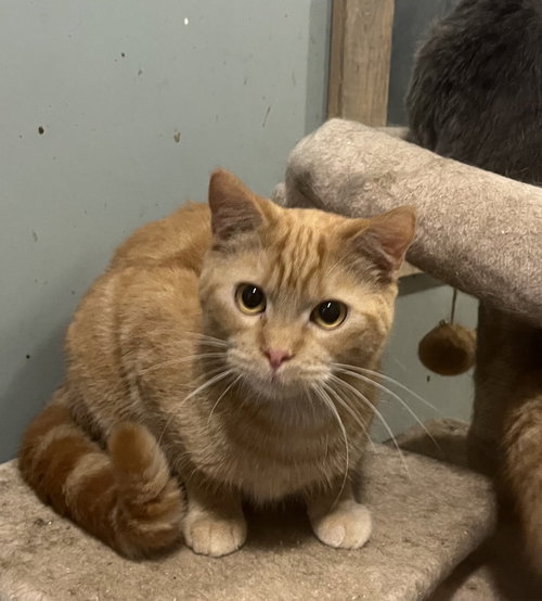 Clementine, a cat for adoption from The Kitty Cottage Sanctuary