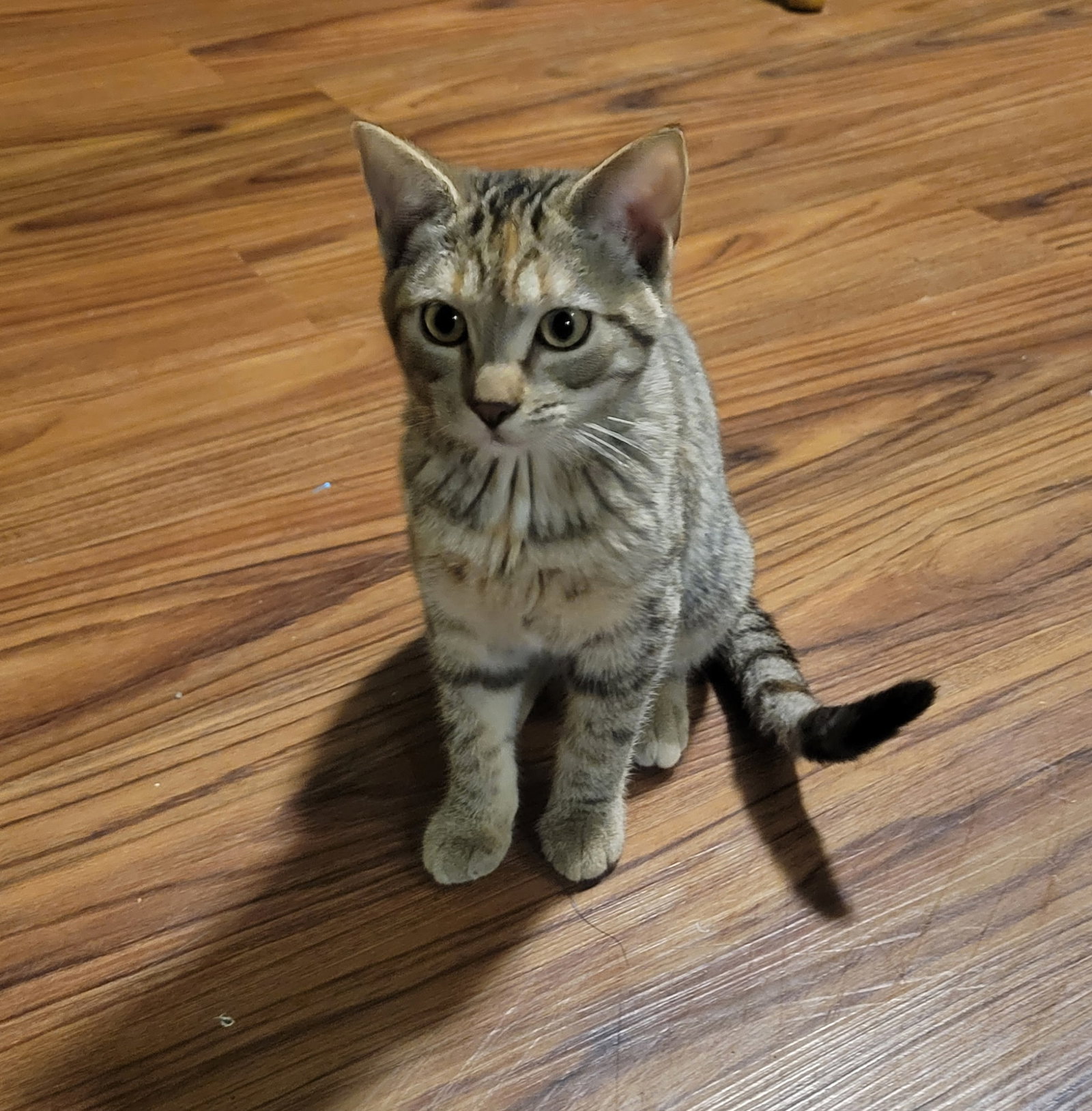 Buttercup Image