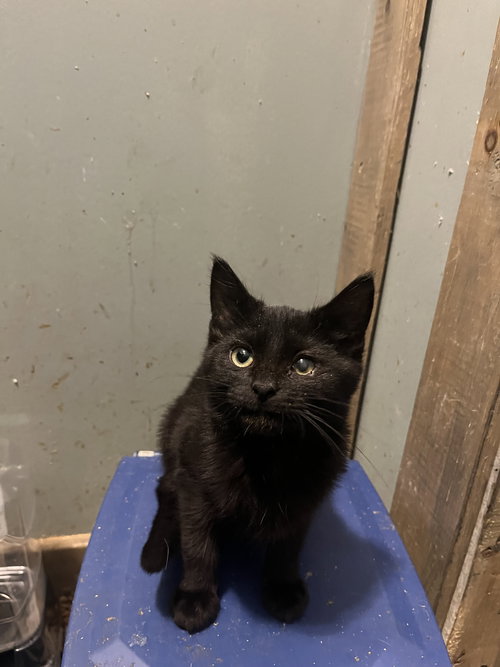 MARTIN - Domestic Short Hair available for adoption