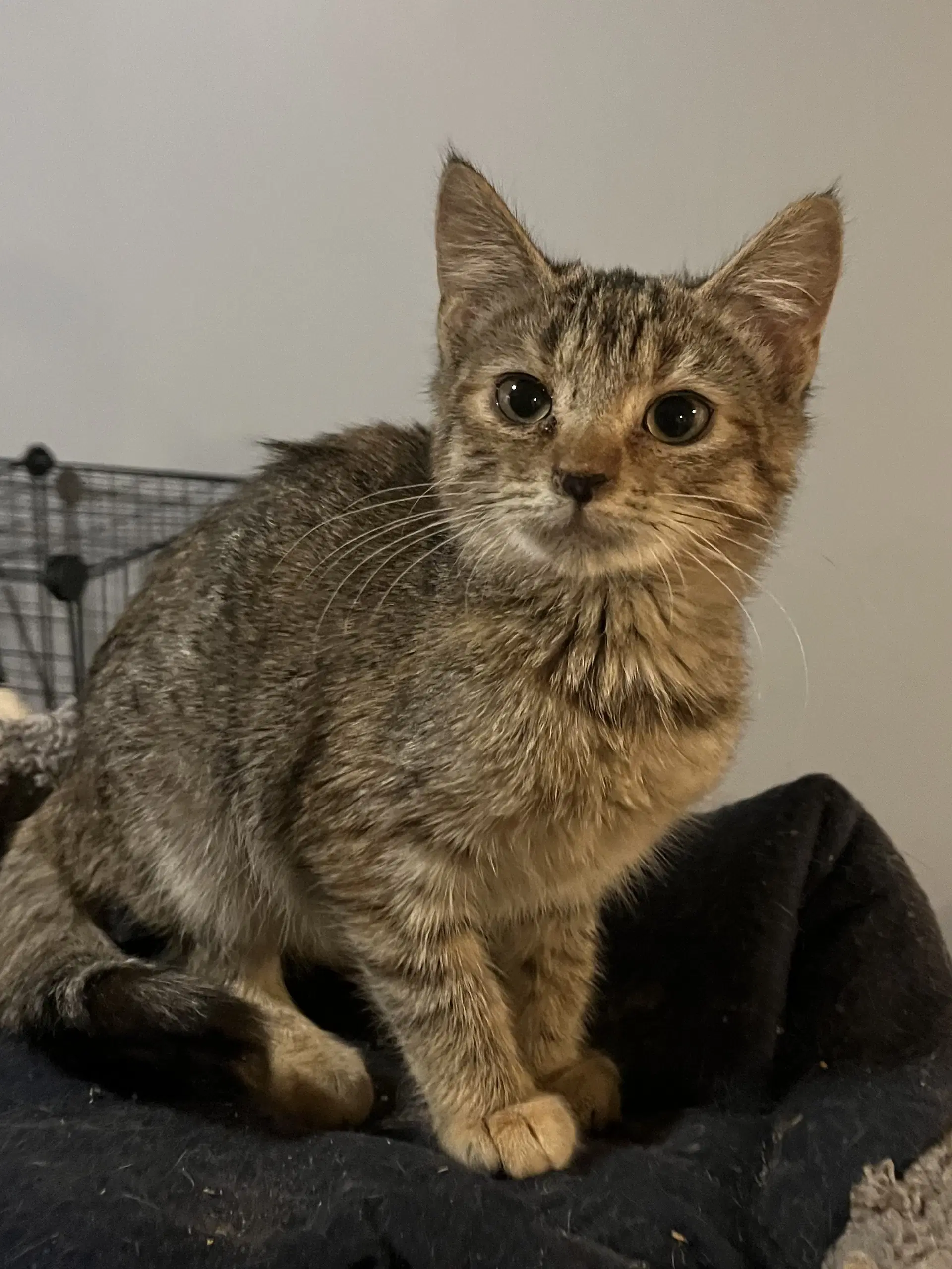 Tiki - Tabby